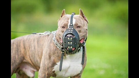 Best ultimate pit bull protection guard dog attack