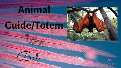 Bat~ Animal Guide/Totem Meaning