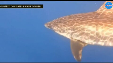 Fishermen capture "breathtaking" video of great white shark prowling Florida Keys