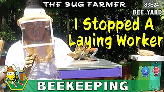 HOW I STOPPED A LAYING WORKER - And found another one. #beekeeping