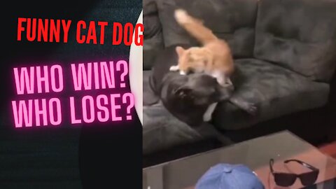 FUNNY DOG CAT WHO WIN?