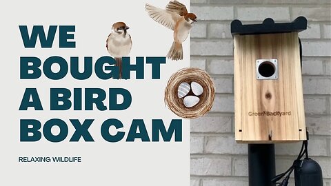 We Bought a Bird Box Cam - Look Who's Checking it Out!