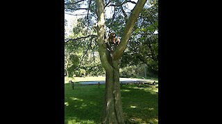Dog climbs 10 feet into tree!!
