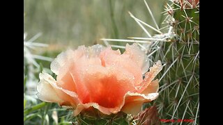 "Spring on Top" Big Horn Mountains Wyoming- 6-16-2023 Alsop and Reel Photos