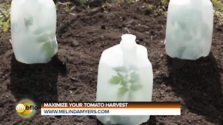 Melinda’s Garden Moment - Maximize your tomato harvest