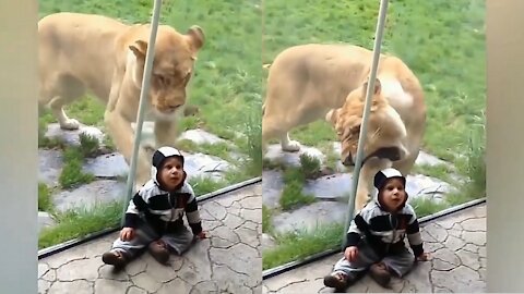 LIONESS ATTEMPTS TO ATTACK CHILD IN THE PARK