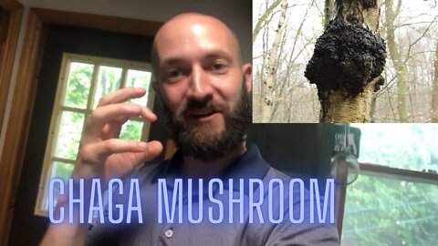 Chaga Mushroom Hunting Surprise, Health benefits & Importance of looking up your own Local Flora ;-)