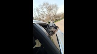Fafner the Schnauzer goes for a car ride