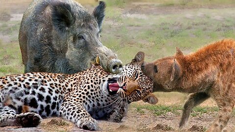 Wild animals hunting I wild animals video I animals fights I Wild animals attack on humans