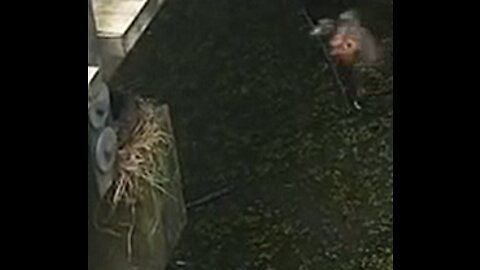 Bird Going Into Nest Under The Boardwalk