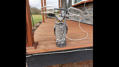 The Holy Hoot Owl of Antioch with Cataracts & a Yamaha R-V703 with Edifier R1280T Speakers