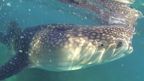 Swimming With Massive Whale Sharks In The Philippines