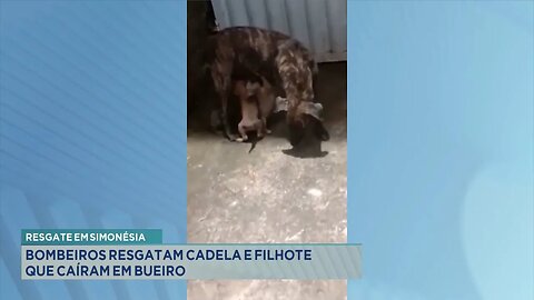 Resgate em Simonésia: Bombeiros Resgatam Cadela e Filhote que Caíram em Bueiro.
