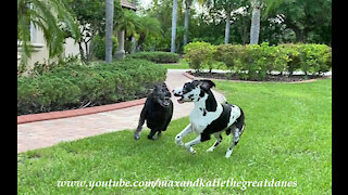 Great Danes argue over newspaper delivery responsibilities