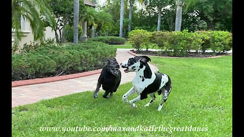 Great Danes argue over newspaper delivery responsibilities