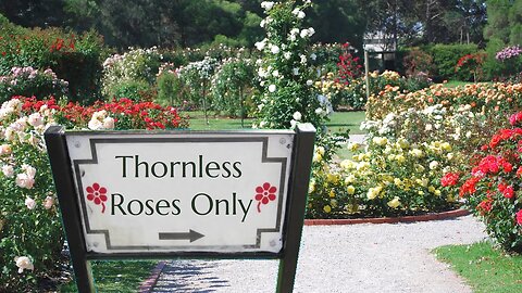 Thornless Roses for Your Garden