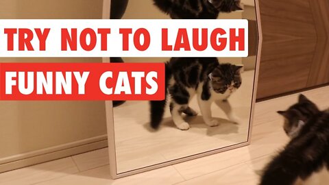 Trying Not To Laugh Laughing Cat Video