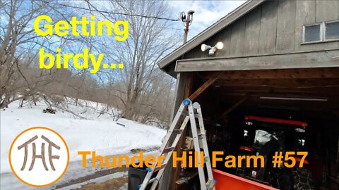 Thunder Hill Farm #57 - Getting birdy...
