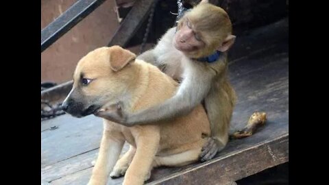 monkey vs dog