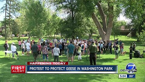 Group gathers in Washington Park to protest Denver's controversial Canada geese roundup