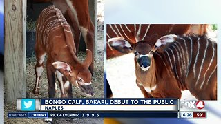 New baby bongo going on display at Naples Zoo