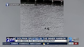 Dolphin spotted swimming in Baltimore Harbor