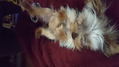 Funny Pup Loves Tickling