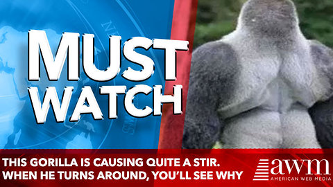 This Gorilla is Causing Quite a Stir. When He Turns Around, You’ll See why