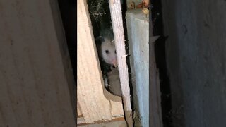 Cute opossum MUST see! #shorts