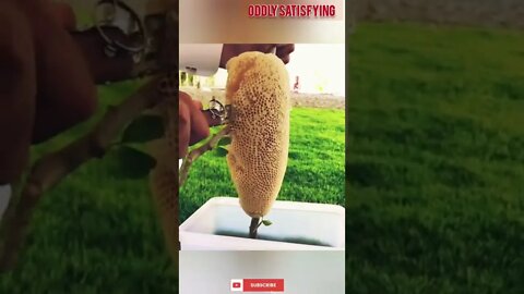 Best Oddly Satisfying Video for Stress Relief #oddlysatisfying #asmr #honey #honeycomb #honeybee