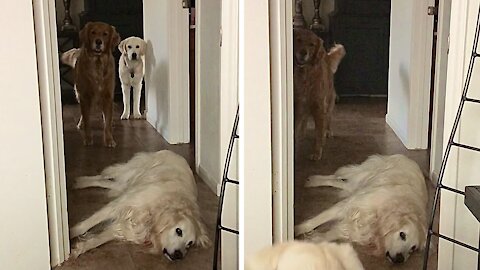 Golden Retriever Becomes Hallway Speed Bump