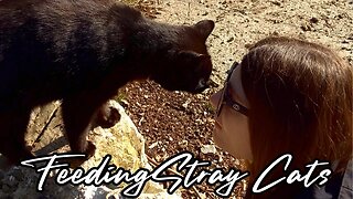 Feeding Stray Cats - Head Bumps and Belly Traps