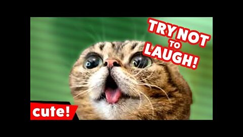 Funny CATS that'll make you laugh - funny Cat Videos 2022