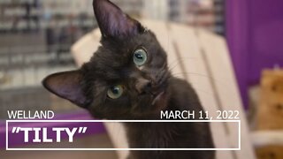 "Tilty" 9mo cat with head tilt | Niagara SPCA Adoption Focus