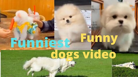 CuteDog|BabyDog|CutePuppies|FunniestDogs TikTOK - Awesome Funny Pet Animals Life Videos