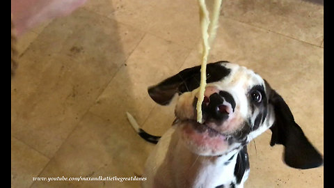 Great Dane puppy has his first taste of pasta