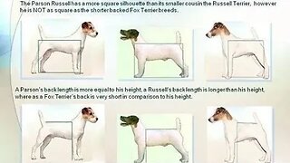 Analysis DOG BREEDS W/ SQUARED BUILD: shortened back length Show Vs Go Terriers Schnauzers Pinschers