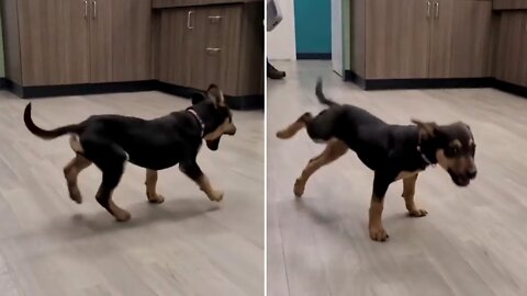 The puppy is dancing happily to the music | Dog