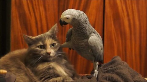 Parrot annoys cat a cute moment