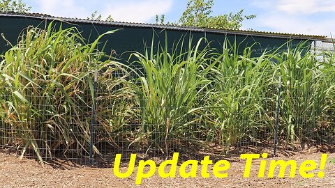 Sugarcane, Banana, Pistachio and Record Heat? | Vetiver | Turkeys on Pasture