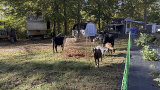 Life On The Farm #goats #cows #farm #homestead Chamberlin Family Farms “Naturally Good”