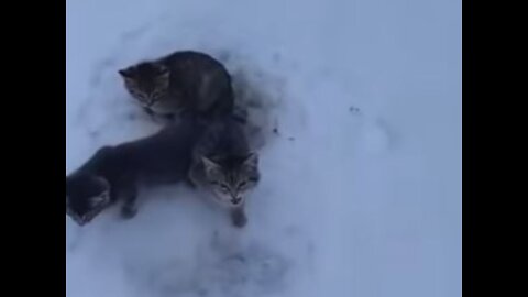 A humanitarian team manages to rescue a cat that's almost frozen in the snow.
