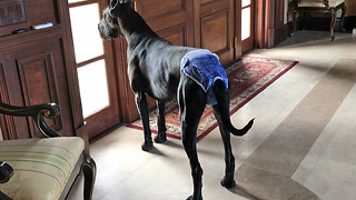 Pretty Great Dane Models Her Denim Doggie Panties