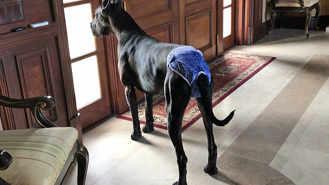 Pretty Great Dane Models Her Denim Doggie Panties