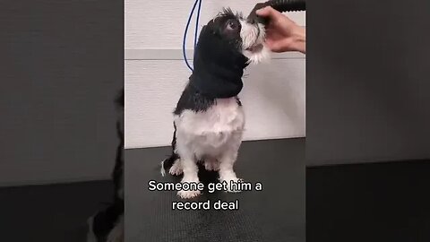 Cute And Funny Dog Bath Time Smart Dog Lovely Pet