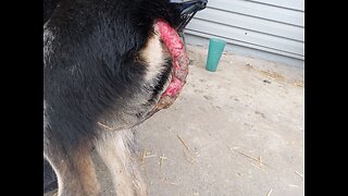 This Injured Puppy NEEDS YOUR HELP!!!