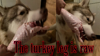 Husky eats turkey thigh