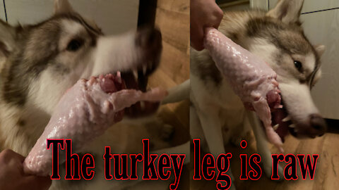 Husky eats turkey thigh