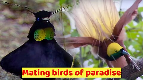 Mating: Birds of Paradise