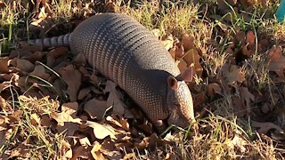 Sneak Up on an Armadillo!